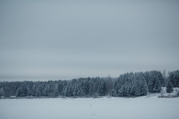 Winter forest near the field.