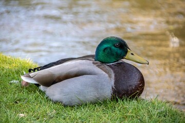 pretty duck sitting by the river bank