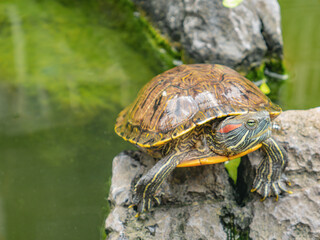 Fototapeta premium Turtle in the water pond with refraction of the tree and building on the water on the hualin street guangzhou china