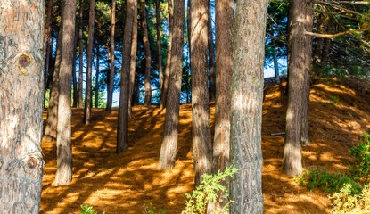 Morning in the pine forest. Trees on a hill against a blue sky.