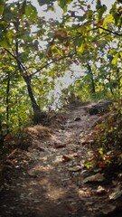 walk urvqwn path 