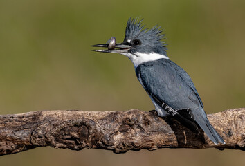 Obraz premium A belted kingfisher in Florida 