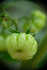 Close-up of ranti or rose tomatoes growing in the garden.