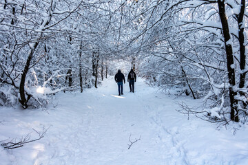 Zima śnieg ścieżka droga ludzie las drzewa kaszuby wieżyca