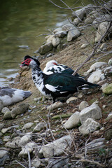 A duck sitting on the shore of a lake