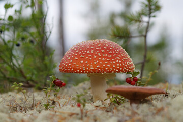 mushroom flycomore close-up, in the forest
