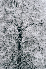 Dry grass covered with fresh snow close up