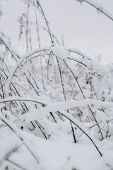 Dry grass covered with fresh snow close up