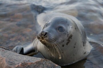 Greenland seal in its natural habitat