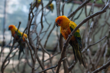 red and yellow macaw