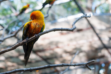 red and yellow macaw