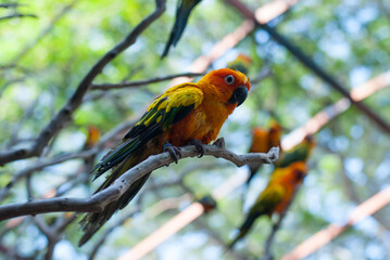 red and yellow macaw
