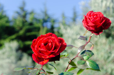 Red roses on the branches of a bush in the park.
