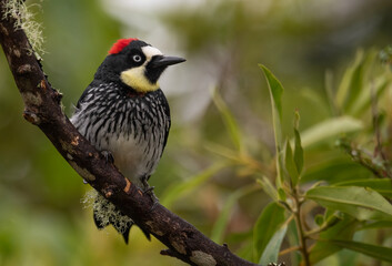 Acorn Woodpecker in Costa Rica 
