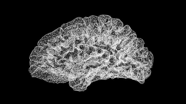 Abstract Science 3d Digital Brain Wirferame Textured Loop/ 4k animation of an abstract science background with 3d brain wireframe plexus textured seamless looping