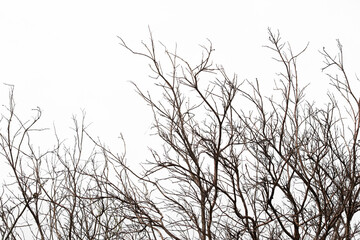 Dead tree branch on isolated white background.