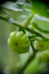 Close-up of ranti or rose tomatoes growing in the garden.