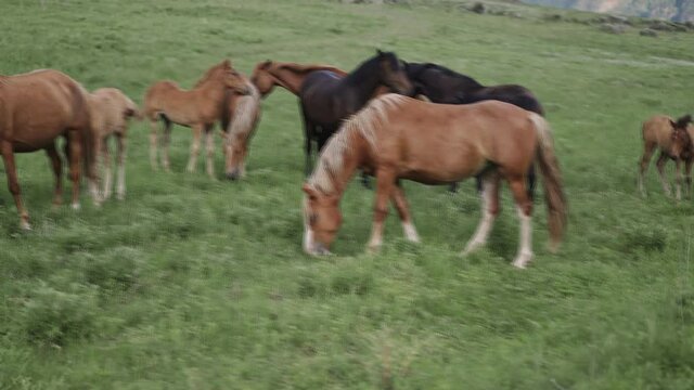 Herd of horses on green meadows in the mountains in Altai