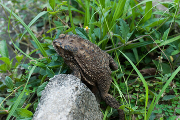 frog on the stone