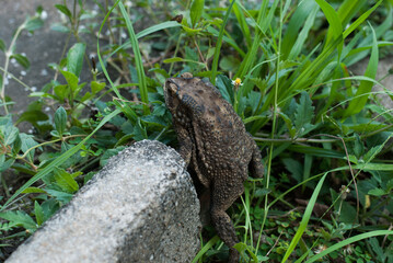 frog on the stone