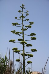 Agave americana, Malta