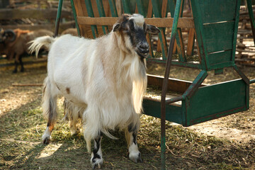 Beautiful white goat in yard. Farm animal