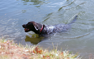 Black Labrador retriever swimming in the river.