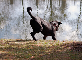 Black Labrador retriever running through water near the river.	