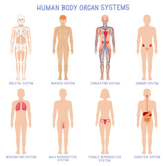 Cartoon human body organs systems. Anatomical biology systems, skeleton, nervous and reproductive system. Human biology organ scheme vector illustration set. Circulatory, respiratory anatomy