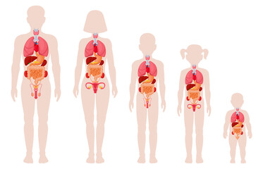 Human anatomy organs. Man, woman, girl, boy and newborn baby with internal organs location vector illustrations. Internal organs medical infographic. Female and male human body structure - obrazy, fototapety, plakaty