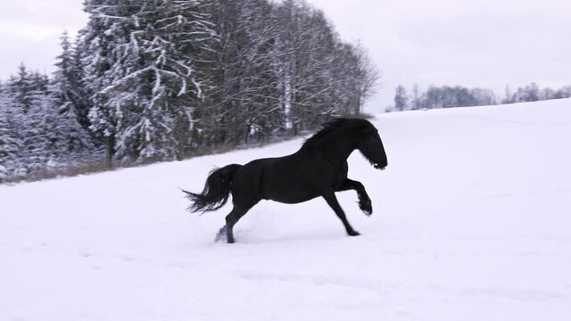 Friesian stallion running in winter field. Black Friesian horse runs gallop in winter.