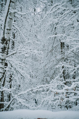 Abstract landscape of black branches covered with fresh snow