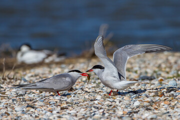 Flußseeschwalben (Sterna hirundo) Balzfütterung
