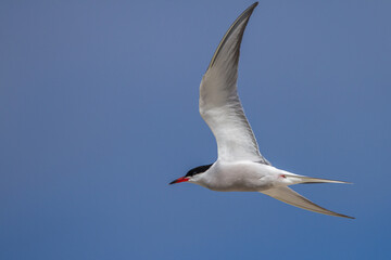 Flußseeschwalbe (Sterna hirundo)