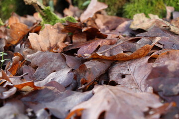 Brown oak leaves on ground in the forest. Oak leaves macro. Brown leaves background