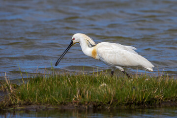 Löffler (Platalea leucorodia)