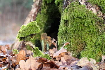 Green moss on a tree stump. Green moss in the sunlight. Moss closeup, macro