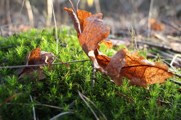 Macro of oak leaf on green moss in the forest. Brown oak leaf close up.