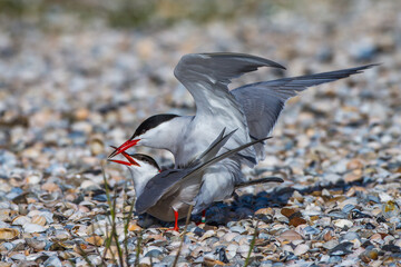 Flußseeschwalben (Sterna hirundo) beim Paarungsritual