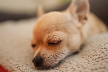 Sleeping dog, closeup portrait of small funny beige mini chihuahua dog, puppy