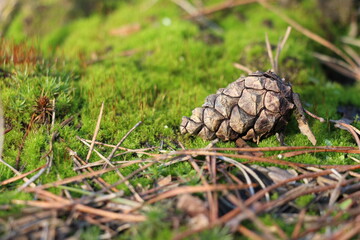 Pine cone on green moss macro. Pine cone in the forest. Pine cone closeup