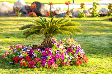 Small green palm tree surrounded with bright blooming flowers growing on grass covered lawn in tropic hotel yard.