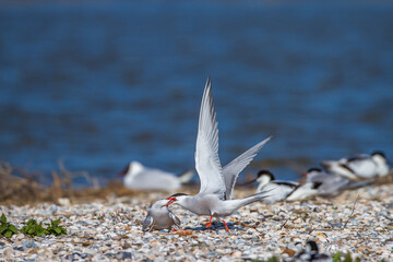 Flußseeschwalben (Sterna hirundo) streiten sich