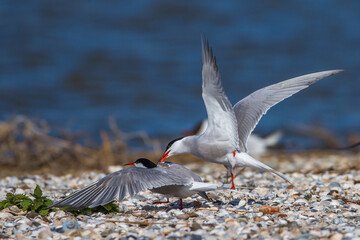 Flußseeschwalben (Sterna hirundo) streiten sich