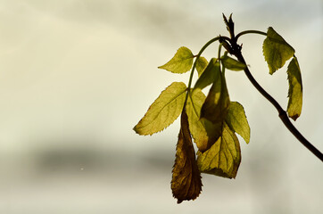 Frozen green leaves in January