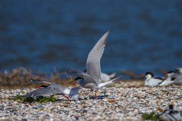 Flußseeschwalben (Sterna hirundo) streiten sich