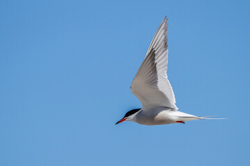 Flußseeschwalbe (Sterna hirundo)