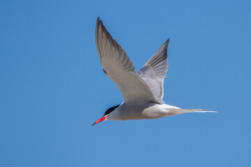 Flußseeschwalbe (Sterna hirundo)