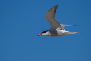 Flußseeschwalbe (Sterna hirundo)