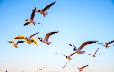 Gulls in the sky at sunset, close-up